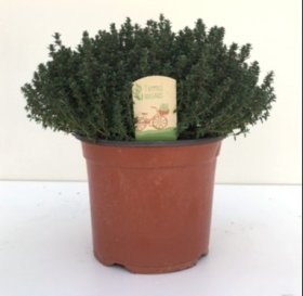 Prieskoninis augalas, čiobrelis, vazonėlio skersmuo 18 cm.
