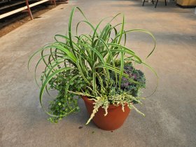 Vienmetė gėlė, rudeninių gėlių kompozicija PDB, vazonėlio skersmuo 36 cm.