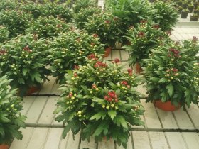 Vienmetė gėlė, chrizantema, dubenėlio skersmuo 17 cm.