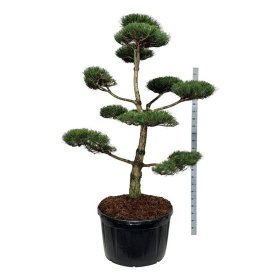 Spygliuotis, pušis juodoji (bonsai), aukštis 200-225 cm., vazonas 285 l.