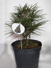 Spygliuotis, skėtkėnis menturinis, vazonas 5 l.