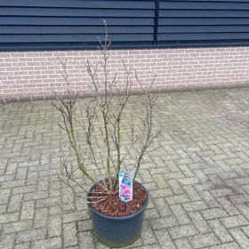 Dekoratyvinis medis, magnolija "Susan", vazonėlio skersmuo 23 cm.