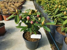 Dekoratyvinis krūmas, rododendras, vazonas 5 l.