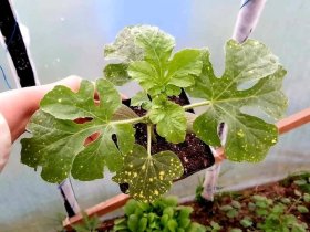 Vaisių sodinukai, arbūzai "Sugar Baby", vazonėlio skersmuo 10 cm.