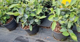 Dekoratyvinis krūmas, vokarnis, vazonas 5 l.