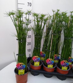 Kambarinis augalas, viksvuolė "Haspan", vazonėlio skersmuo 14 cm.