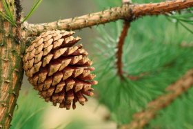 Spygliuotis, pušis šiurkščioji, aukštis 40-50 cm., vazonas 2 l.