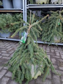 Spygliuotis, eglė paprastoji "Inversa", aukštis 100-125 cm., vazonas 25 l.