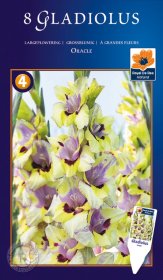 Kardelio Oracle svogūnėliai, 8 vnt. 660563