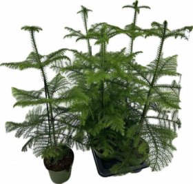 Kambarinis augalas, araukarija "Heterophyl", skersmuo 17 cm.