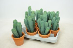Kambarinis augalas, kaktusas "Cereus", vazonėlio skersmuo 9 cm.