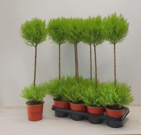 Kambarinis augalas, kiparisas "Gold Stamp", vazonėlio skersmuo 14 cm.