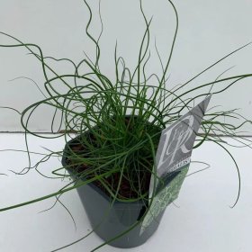 Žolinis augalas, vikšris "Spiralis", vazonėlio skersmuo 11 cm.