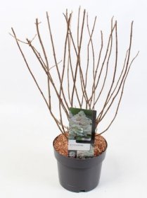 Dekoratyvinis krūmas, hortenzija šluotelinė "Early Harry", vazonėlio skersmuo 19 cm.