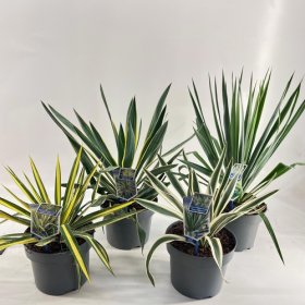 Žolinis augalas, juka, įvairios, vazonėlio skersmuo 23 cm.