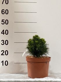 Spygliuotis, pušis "Varella", vazonėlio skersmuo 23 cm.