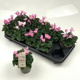 Kambarinis augalas, ciklamenas "Garden P", vazonėlio skersmuo 11 cm.