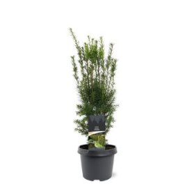 Spygliuotis, kukmedis tarpinis "Hicksii", vazonėlio skersmuo 19 cm.