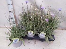 Daugiametė gėlė, katanankė mėlynžiedė, vazonėlio skersmuo 15 cm.