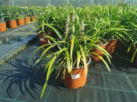 Žolinis augalas, laibūnė (liriope) "Muscari", vazono skersmuo 19 cm.