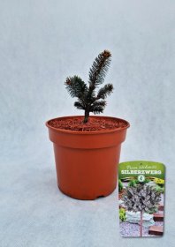 Spygliuotis, eglė sitkinė "Silberzwerg", vazonas 3 l.