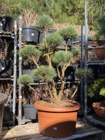 Spygliuotis, pušis "Watererii" (Pom Pom), vazonėlio skersmuo 70 cm.