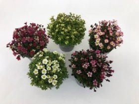 Alpinariumo augalas, uolaskėlė, įvairios, vazonėlio skersmuo 12 cm.