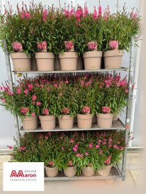 Daugiametė gėlė, gaura "Comp pink", vazonėlio skersmuo 23 cm.