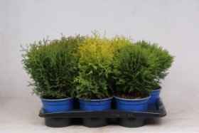 Spygliuotis, tuja, apvali, įvairios, vazonėlio skersmuo 17 cm.