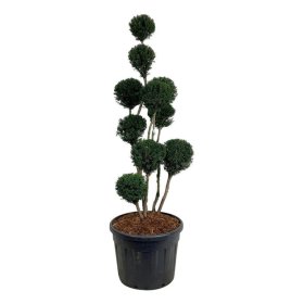 Spygliuotis, kukmedis tarpinis "Brownii" (Pom Pom), aukštis 125-150 cm., vazonas 90 l.