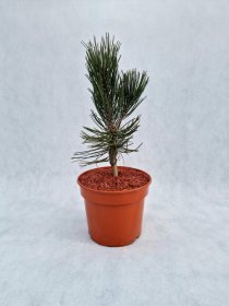 Spygliuotis, pušis baltažiedė "Satellit", vazonas 3 l.