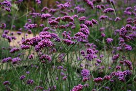 Daugiametė gėlė, patagoninė verbena, vazonas 1 l.