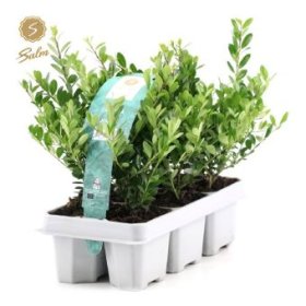 Dekoratyvinis krūmas, rinčiuotasis bugienis "Jenny", rinkinys (6 vnt.)