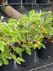 Braškės sodinukas "Symphony", vazonėlis 3 l.