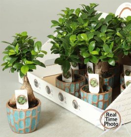 Kambarinis augalas, fikusas (bonsai), vazonėlio skersmuo 10 cm.