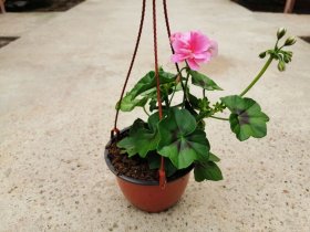 Vienmetė gėlė, pelargonija, pakabinamame vazone, vazono skersmuo 23 cm.