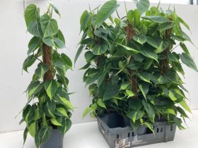 Kambarinis augalas, filodendras "Scandens Brasil", vazonėlio skersmuo 17 cm.