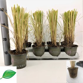 Žolinis augalas, kortaderija "Selloana", vazonėlio skersmuo 13 cm.