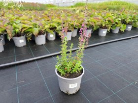 Daugiametė gėlė, berutis, vazonėlio skersmuo 15 cm.