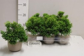 Kambarinis augalas, kaktusas "Hatiora", vazonėlio skersmuo 11 cm.