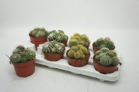 Kambarinis augalas, kaktusas, vazonėlio skersmuo 12 cm.