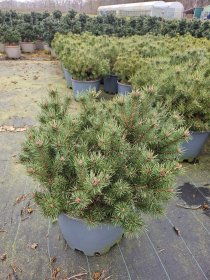 Spygliuotis, pušis paprastoji "Watereri", aukštis 80-100 cm., vazonas 25 l.