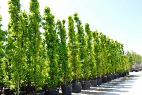 Dekoratyvinis medis, ąžuolas "Fastigiata", vazonėlio skersmuo 42 cm.