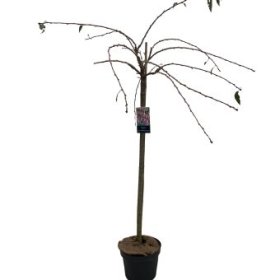 Dekoratyvinis medis, sakura "Kiku-shidare", ant stiebo, aukštis 120 cm., vazonėlio skersmuo 27 cm.