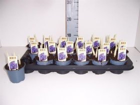 Daugiametė gėlė, irisas, vazonėlio skersmuo 9 cm.