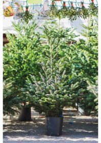 Sidabrinė eglė (Picea pungens) vazone, aukštis 100 -125 cm.