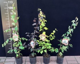 Dekoratyvinis medis, beržas, įvairūs, vazonas 2 l.