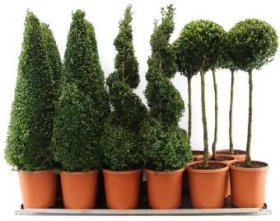 Dekoratyvinis krūmas, buksmedis paprastasis, įvairūs, vazonėlio skersmuo 23 cm.