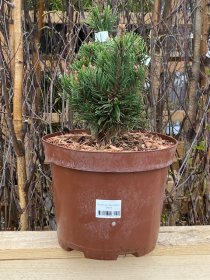 Spygliuotis, pušis dekoratyvinė "Knark", vazonėlio skersmuo 23 cm.