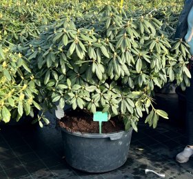 Dekoratyvinis krūmas, rododendras II "Roseum Elegans", vazonas 90 l.